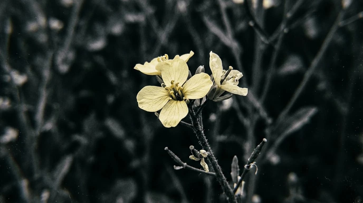 Image for How a Genetic Switch Could Save Late-sowing Rapeseed from the Winter Chill