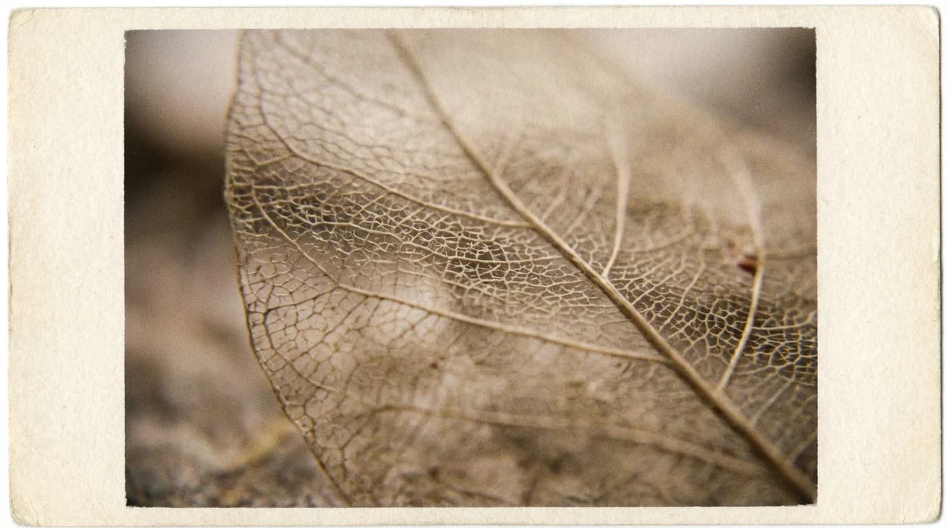 Image for How Inhaled Treprostinil Could Redefine the Future of Lung Fibrosis Treatment