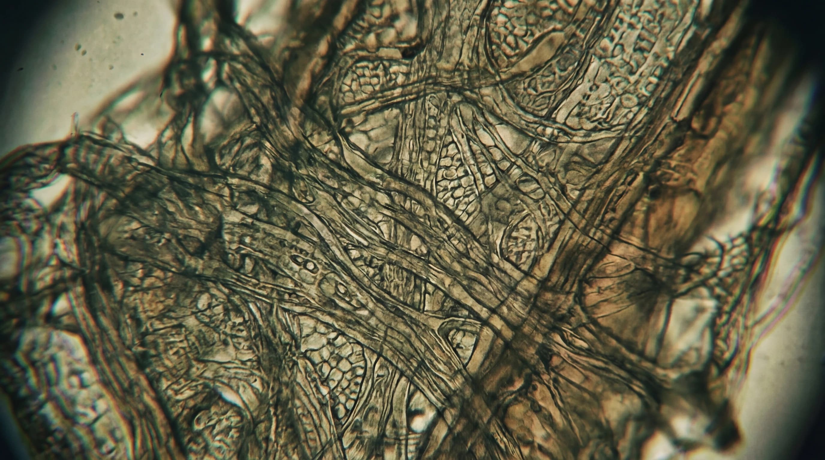 Image for The Future of Cellular Medicine: A New Standard for hiPSC Genetic Stability